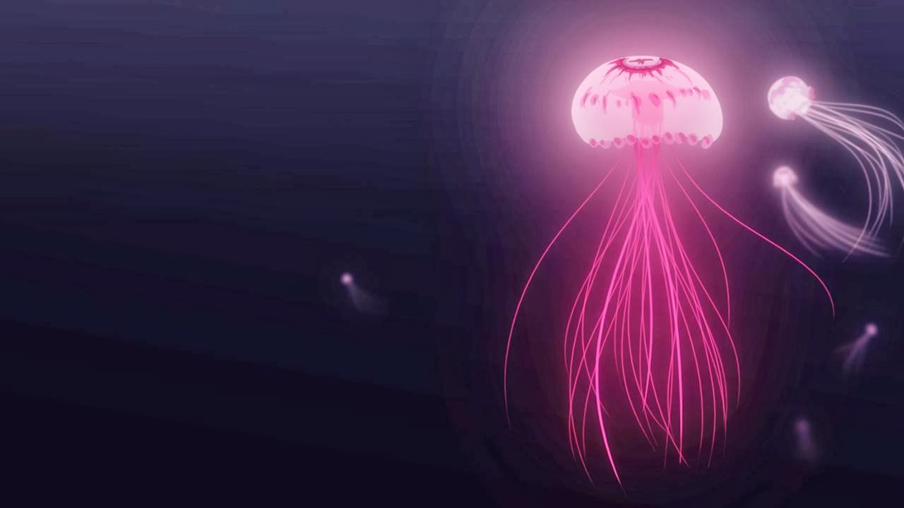 Jellyfish Wallpapers