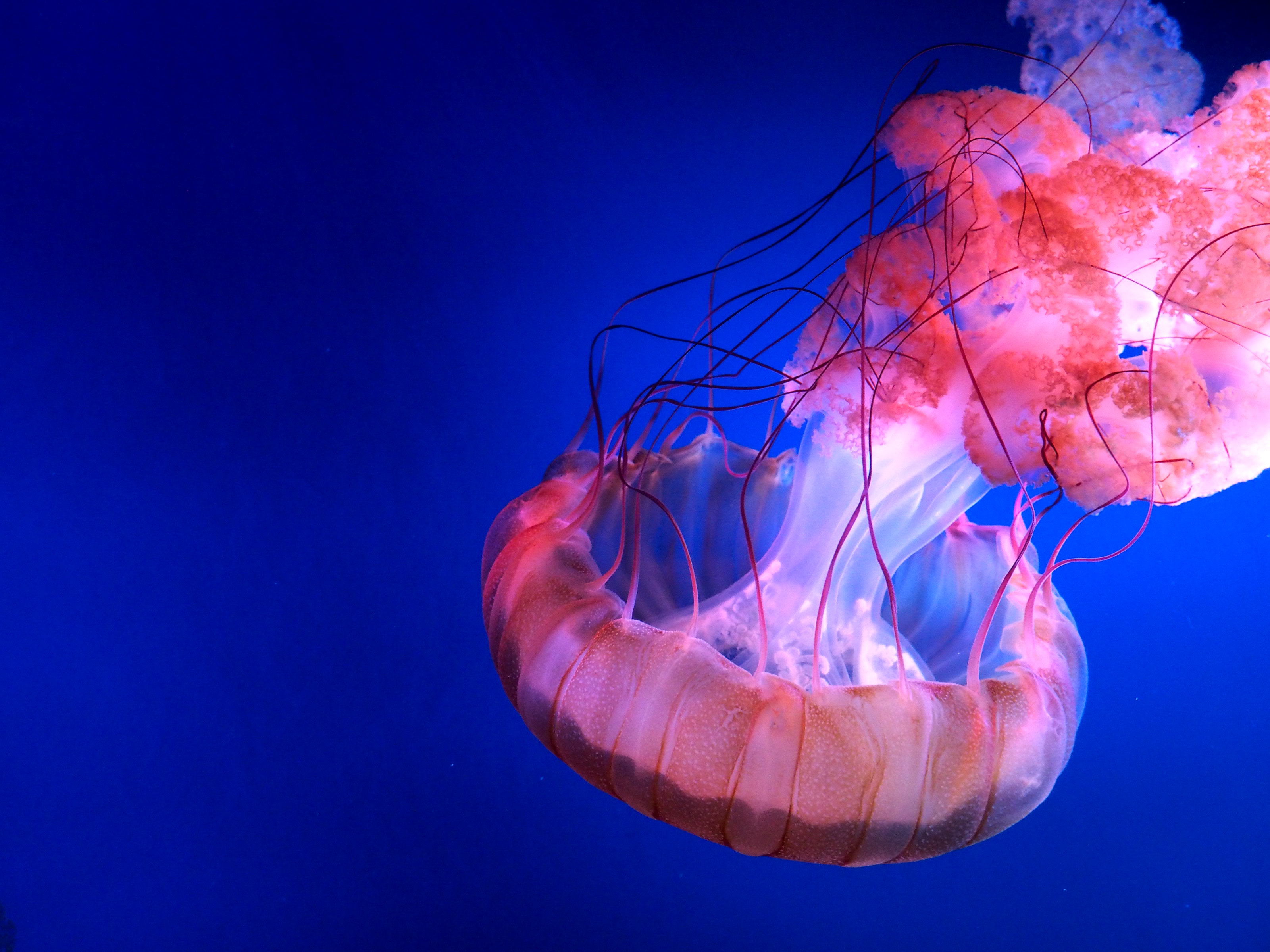 Jellyfish Wallpapers