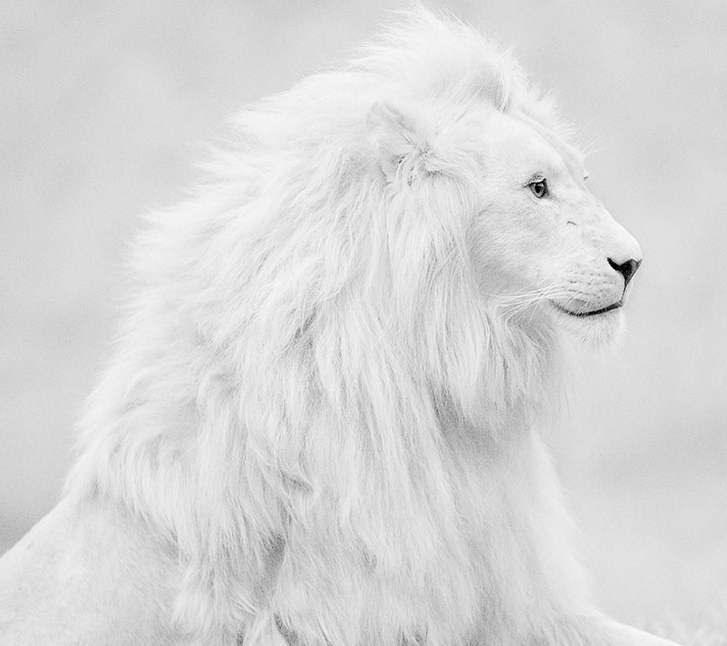 White Lion Wallpapers