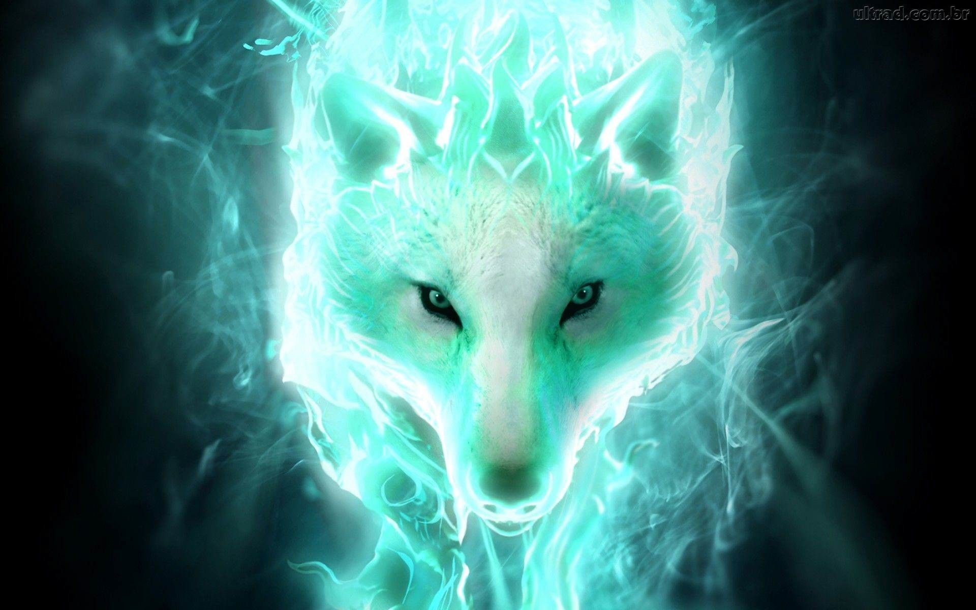 Wolf Cool Wallpapers