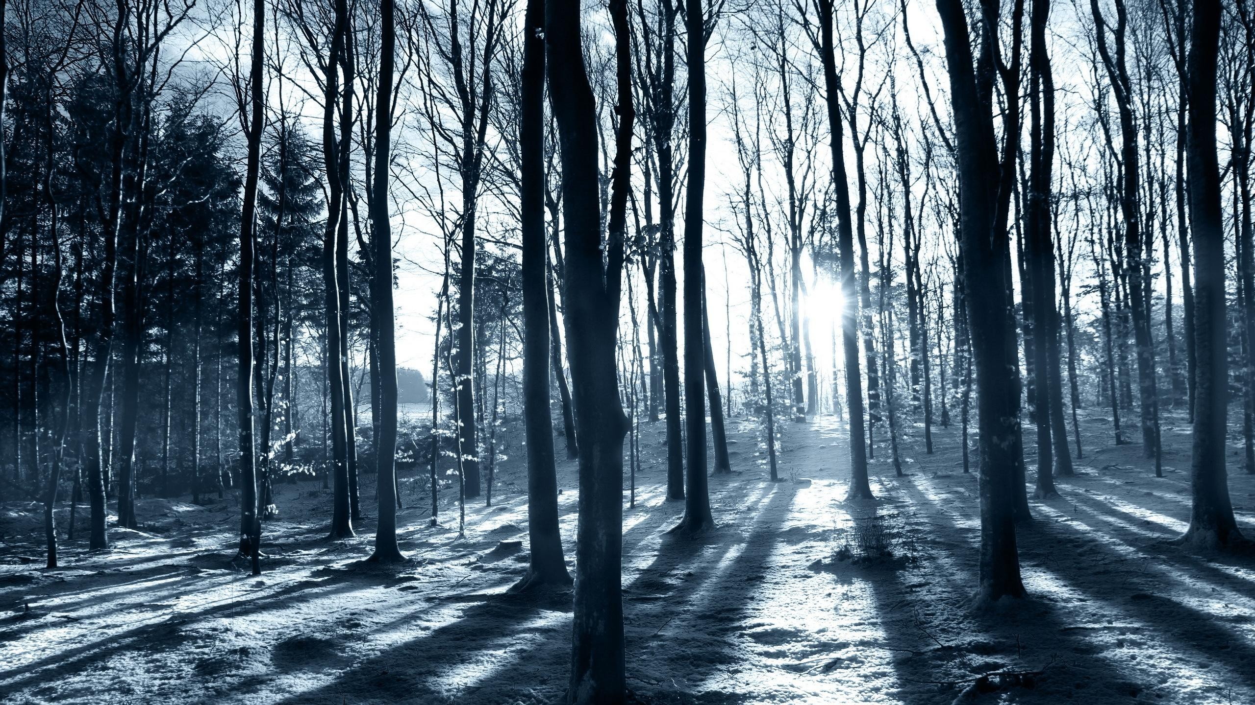 Cool Forest Wallpapers