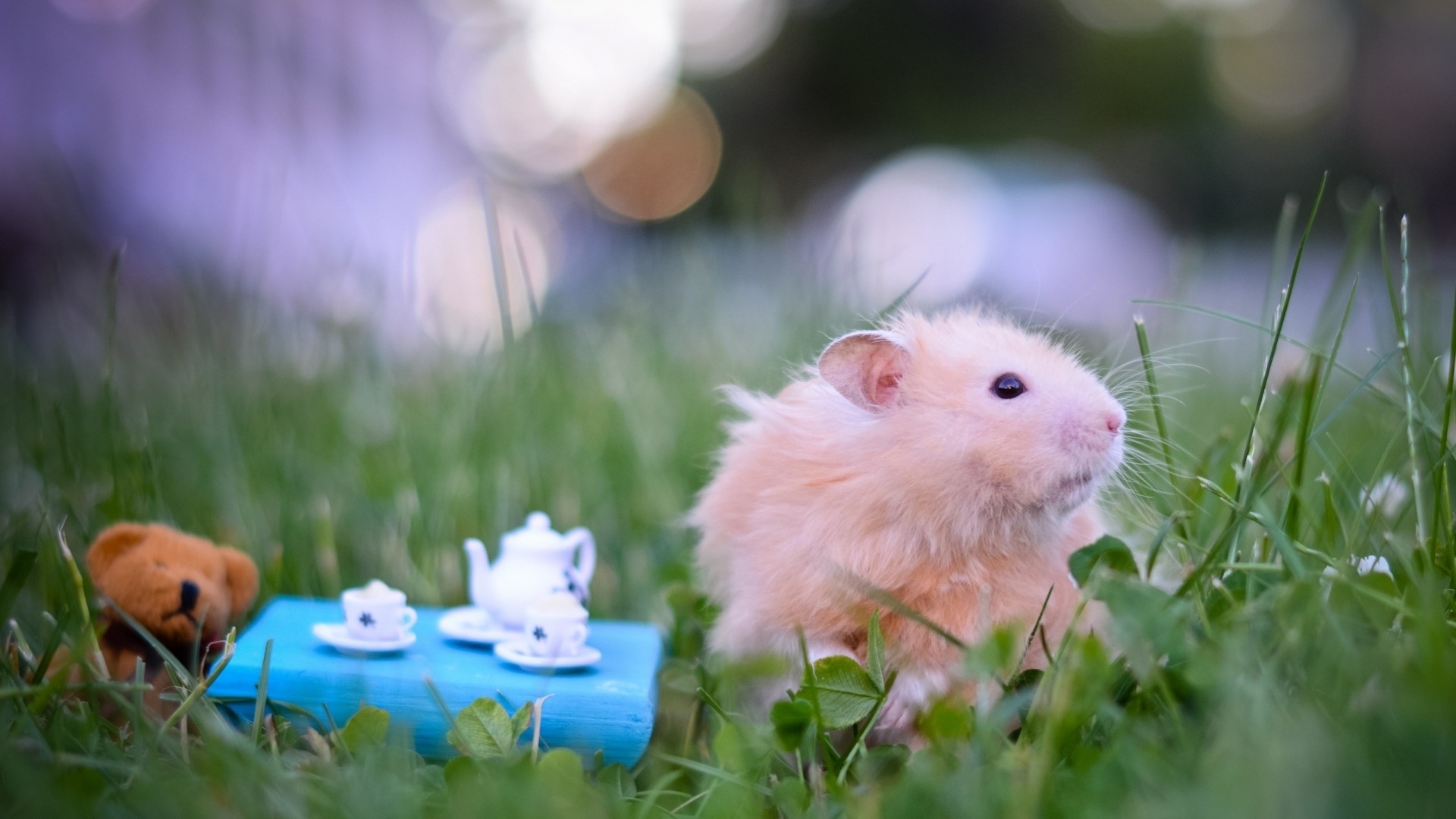 Hamster Meme Picture Wallpapers