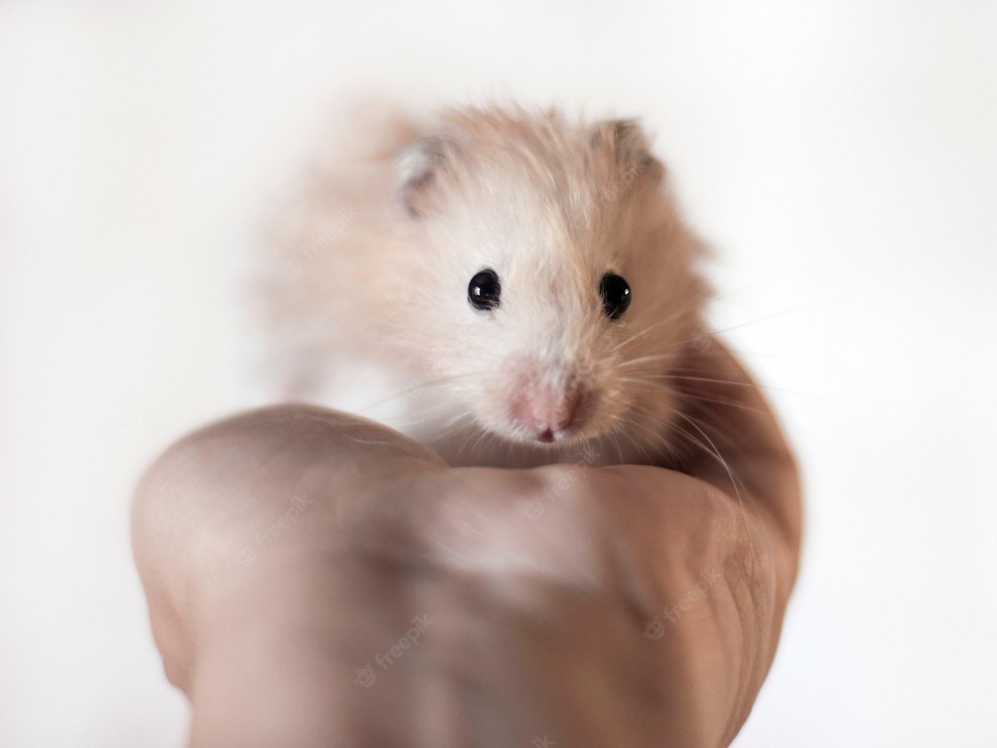 Hamster Meme Picture Wallpapers