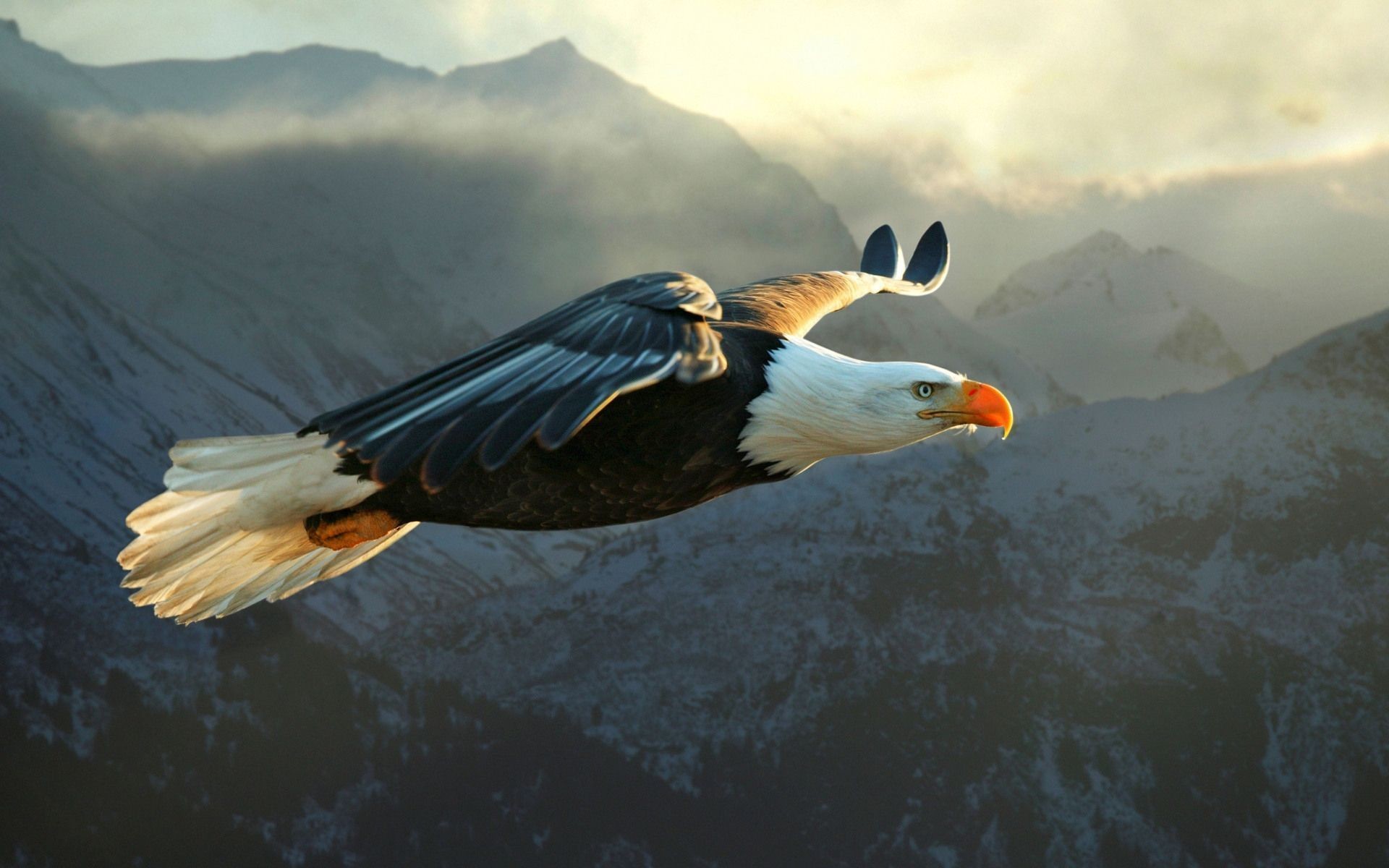 Eagles Desktop Backgrounds