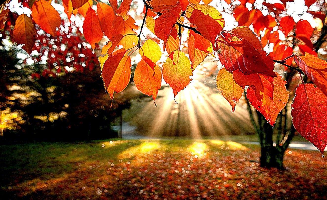 Cool Fall Backgrounds