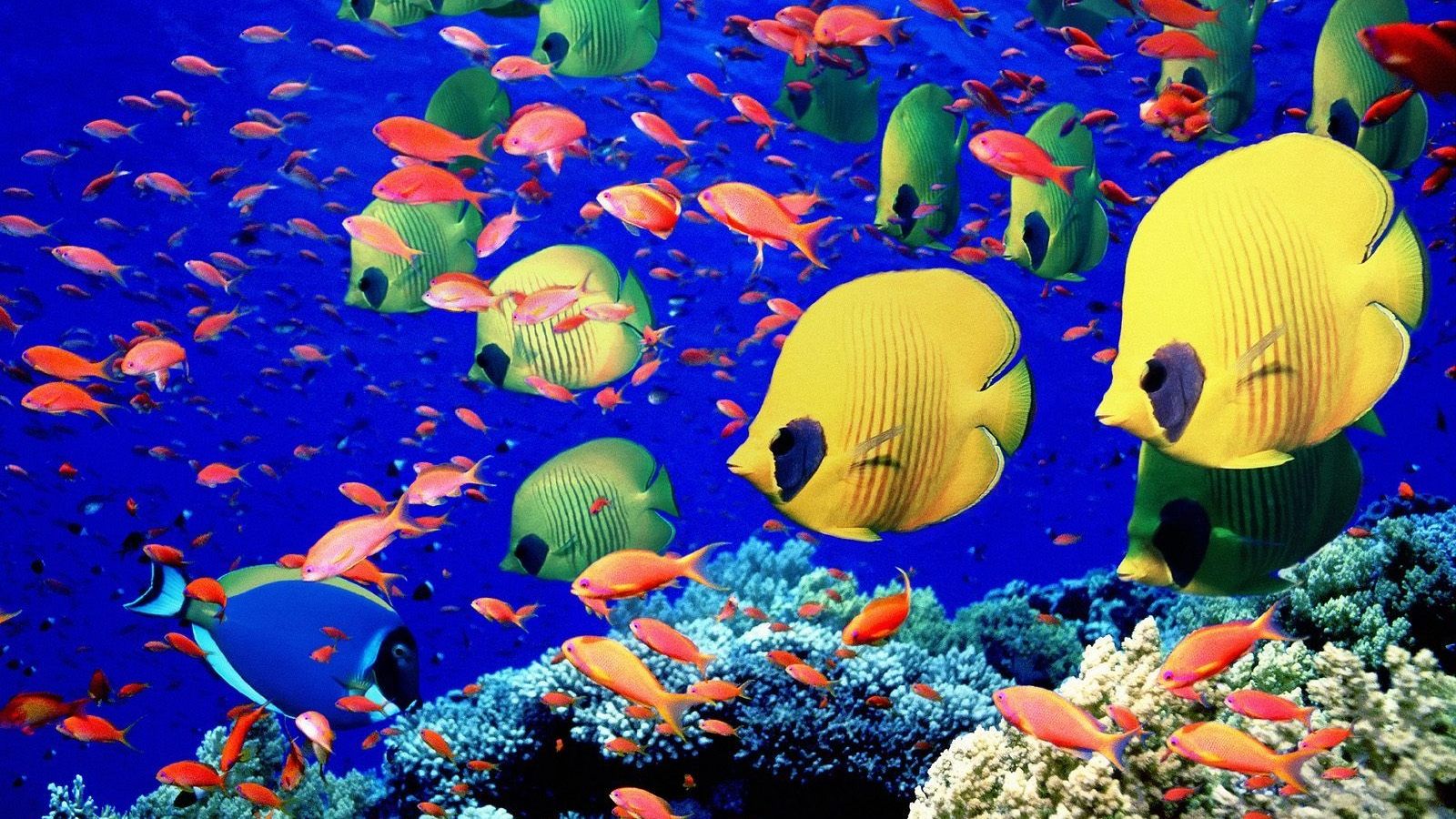Cool Fish Backgrounds