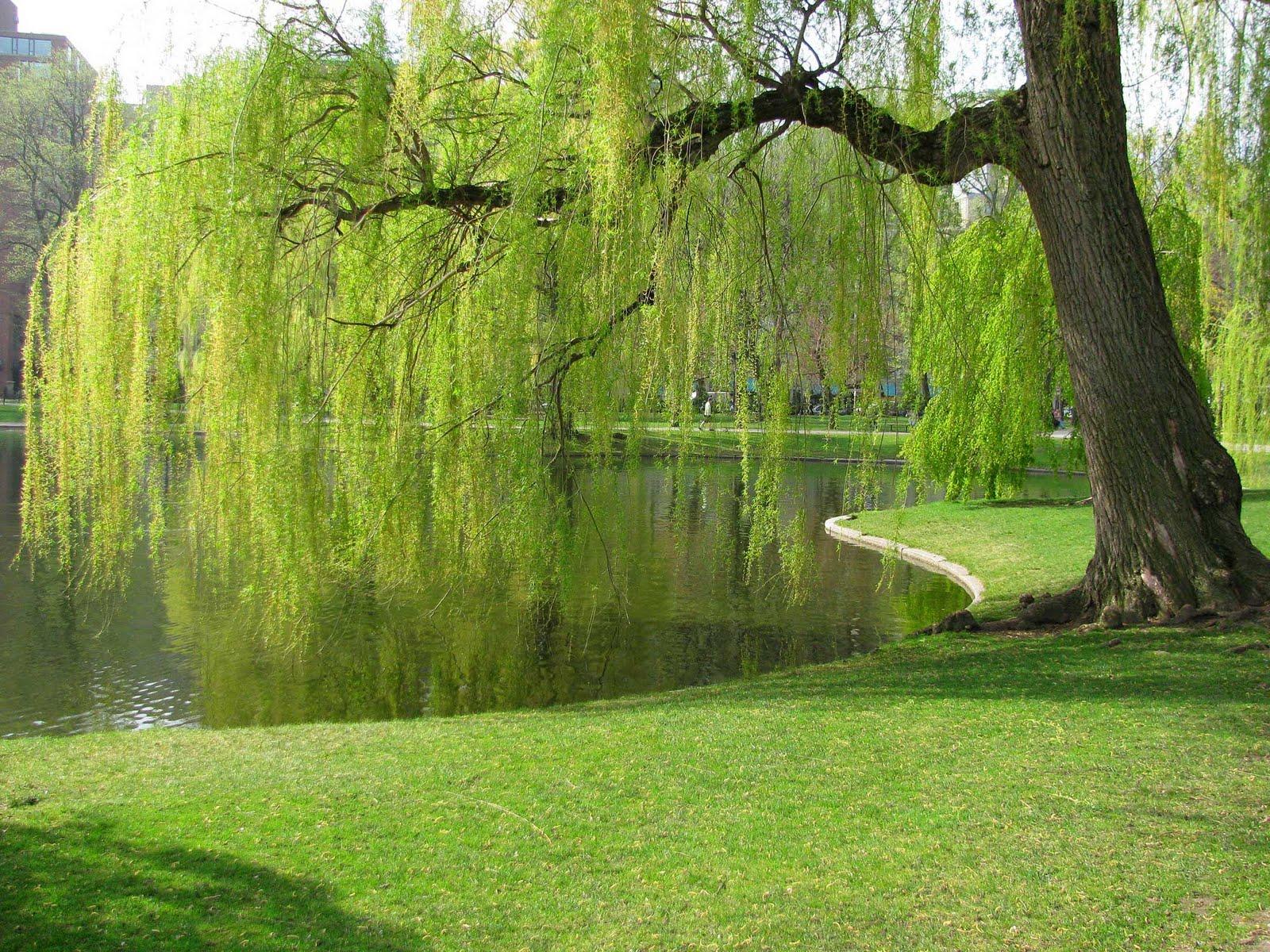 Willow Tree Background
