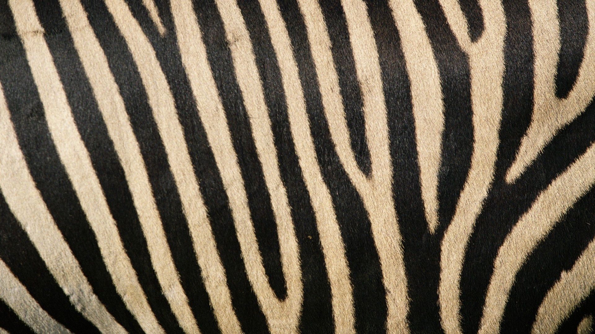 Animal Skin Wallpapers