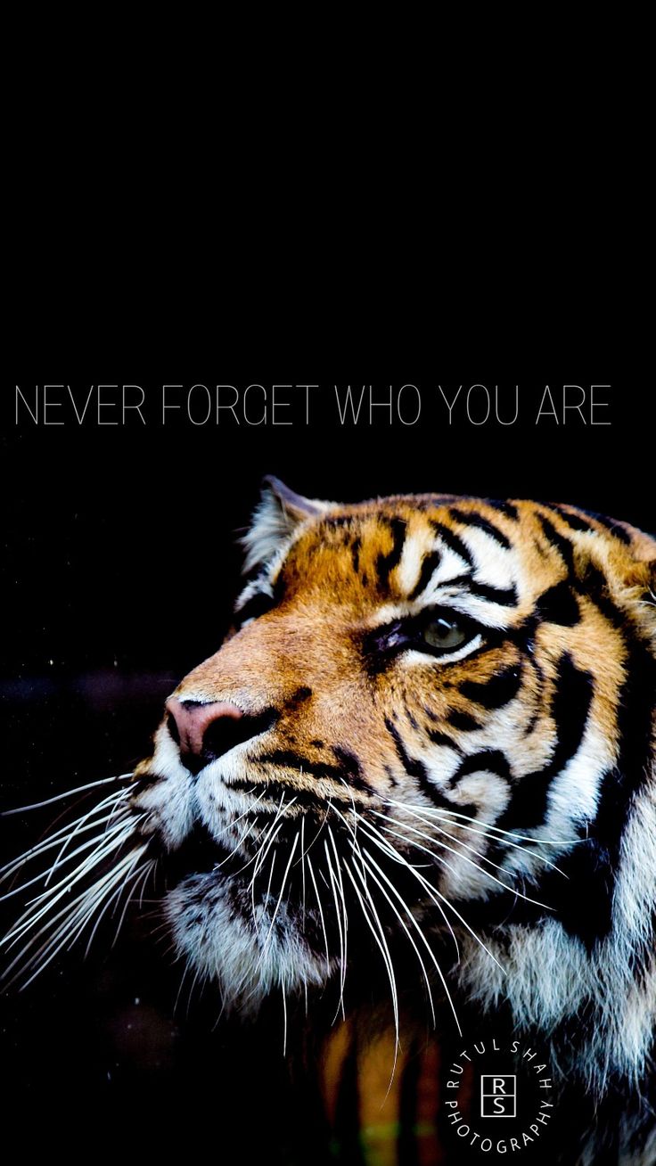 Animals Quotes With Pictures Wallpapers
